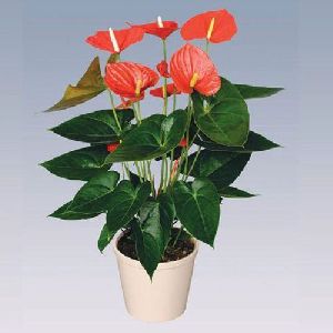 Orange Champion Anthurium Plant Pot