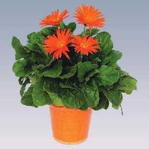 Orange Gerbera Plant Pot
