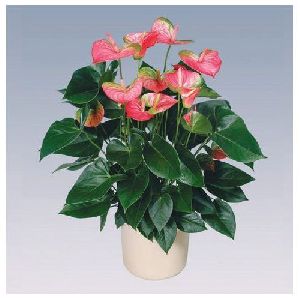 Pandola Anthurium Plant Pot