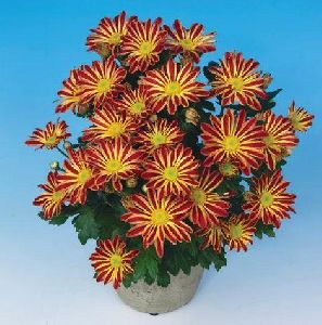 Robinho Red Chrysanthemum Plant Pot
