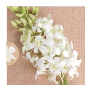 Sanan White Dendrobium Orchid Plant