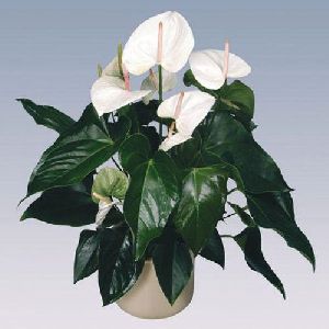 Sumi Anthurium Plant Pot