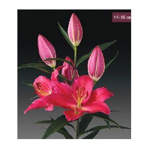 Tarrango Oriental Lilies Plant