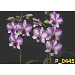 Victoria Dendrobium Orchid Plant