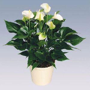 White Champion Anthurium Plant Pot