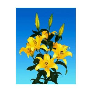 Yelloween Oriental Lilies Plant