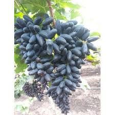 Fresh Super Sonaka Black Grapes