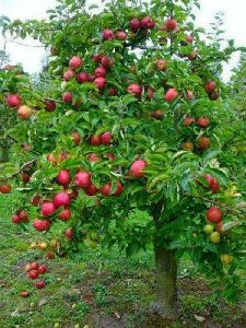 Apple Fruit