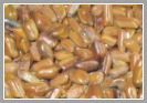 Cassia Torae Semen Seeds