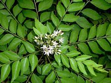 curry leaves