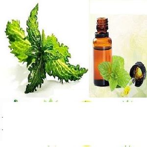 Fragrance Oil