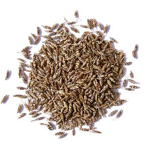 Fresh Cumin Seeds