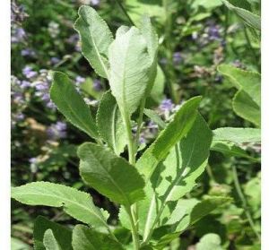 costmary essential oil