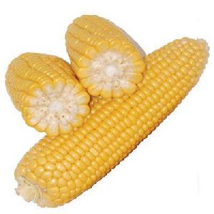 Natural Yellow Corn