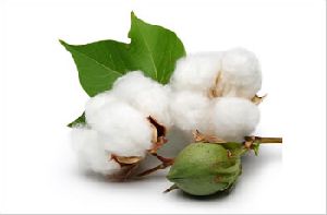 raw cotton