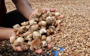 Organic areca nut, Packaging Type : 50 kgs / Bag