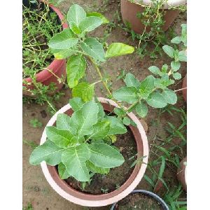 Ashwagandha Medicinal Plant