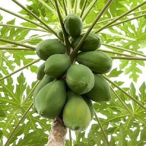 Carica Papaya Plant