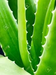 Fresh Green Aloe Vera Leaves