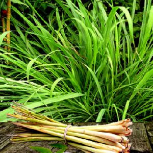 Green Lemongrass