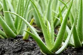 Natural Aloe Vera Plant