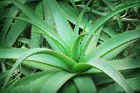 Natural Fresh Aloe Vera Plant