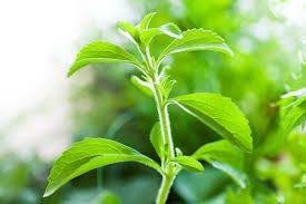 Natural Stevia Plant