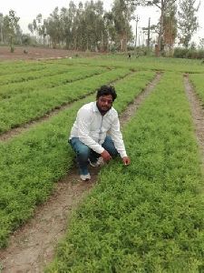 Organic Shatavari Plant