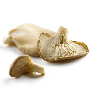 Dried Organic Oyster Mushroom