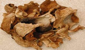 Dried Pure Oyster Mushroom