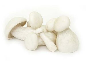 Fresh Milky Oyster Mushroom