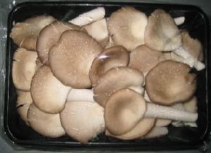 Organic Fresh Oyster Mushroom