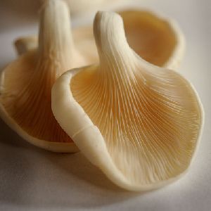 Fresh Organic Oyster Mushroom