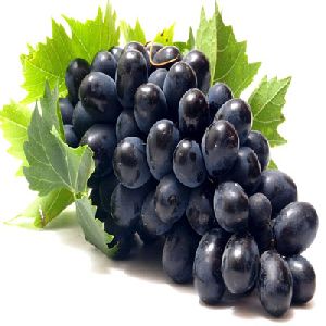 fresh black grapes