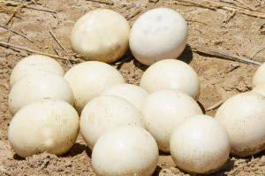 Fertile Ostrich Eggs