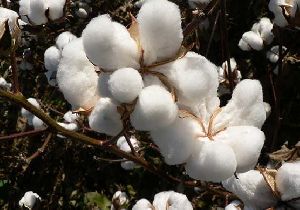 Virgin Raw Cotton