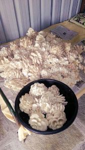 Mushrooms Spawn