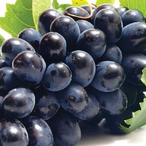 Fresh High Quality Black Grapes