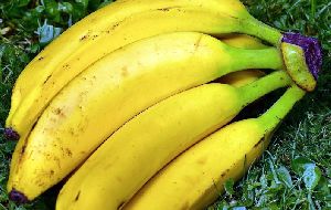 Fresh Indian Banana