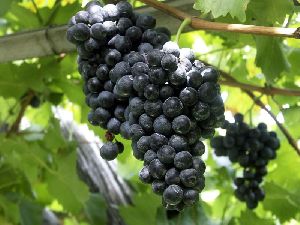 Indian Black Grapes