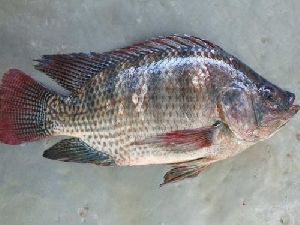 Live Tilapia Fish
