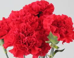 Beautiful Carnation Flower