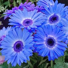 Blue Gerbera Flower