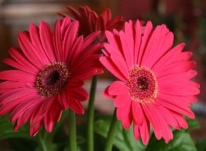 Pink Gerbera Flower