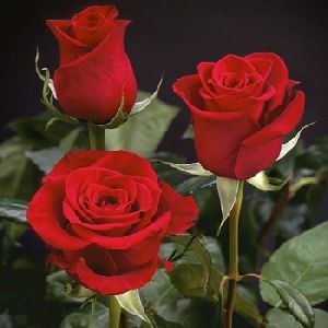 Natural Red Rose