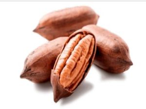 Pecan