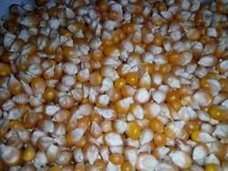 popcorn maize