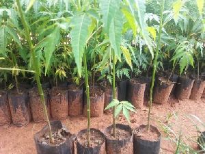 Malabar Nem Plant
