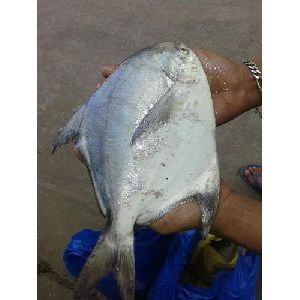 Fresh Silver Pomfret Super Fish