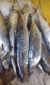 Fresh Surmai Fish